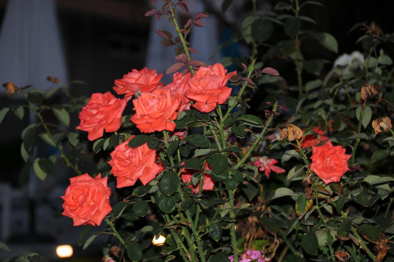 Kalamákion Vicky'S Garden 아파트 외부 사진